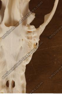 photo reference of skull 0016